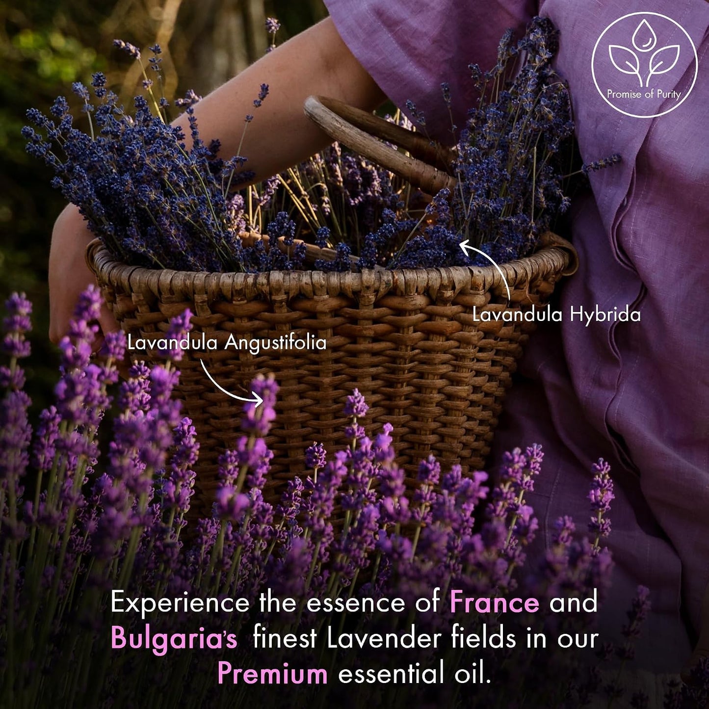 Majestic Pure Lavender Essential Oil for Diffuser - 4 Fl Oz